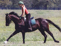 Retired Racehorses