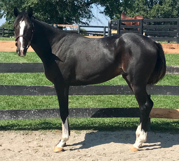 Horses purchased for clients by Moserwood Farms, Horse Racing
