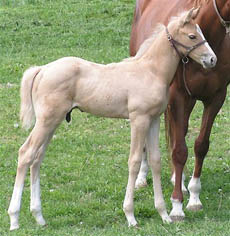 weanling