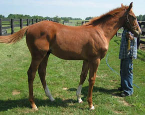 weanling