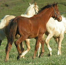 yearling
