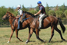 yearling