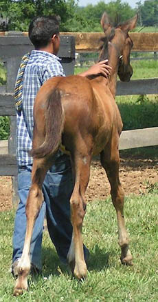 weanling