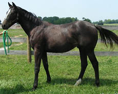 yearling colt
