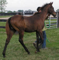 weanling