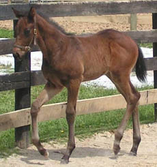 weanling